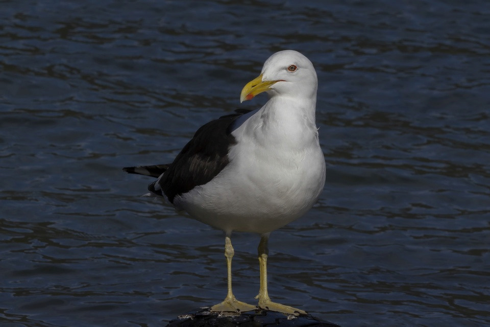 Kelp Gull (Larus dominicanus)